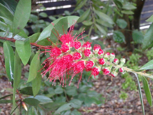 Garden Flower of Settlers Village.